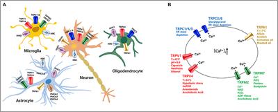 The Role of TRP Channels and PMCA in Brain Disorders: Intracellular Calcium and pH Homeostasis